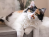 Persian calico female cat